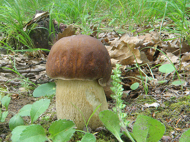 hríb dubový Boletus reticulatus Schaeff.