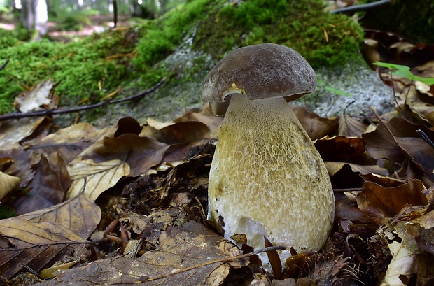 hríb dubový Boletus reticulatus Schaeff.