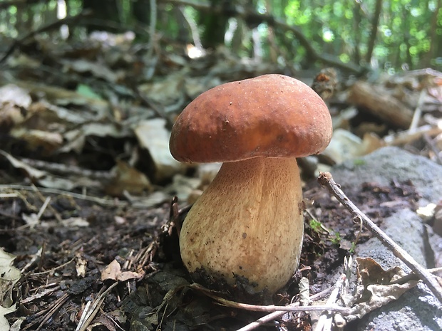 hríb dubový Boletus reticulatus Schaeff.