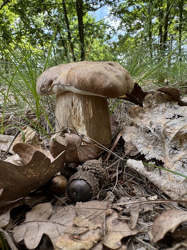 hríb dubový Boletus reticulatus Schaeff.