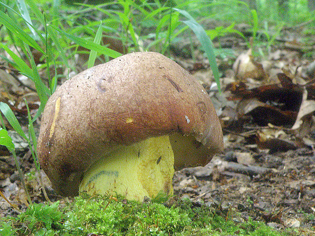 hríb príveskatý Butyriboletus appendiculatus (Schaeff. ex Fr.) Secr.