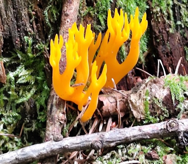 parôžkovec lepkavý Calocera viscosa (Pers.) Fr.