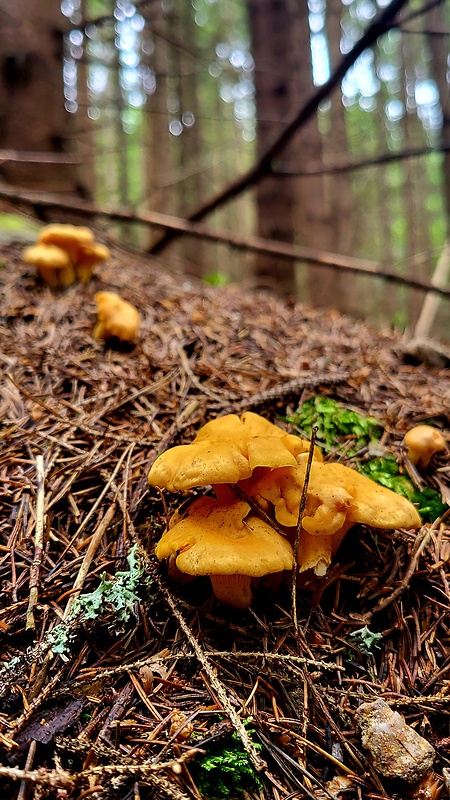 kuriatko jedlé Cantharellus cibarius Fr.