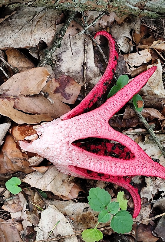 mrežovka kvetovitá Clathrus archeri (Berk.) Dring