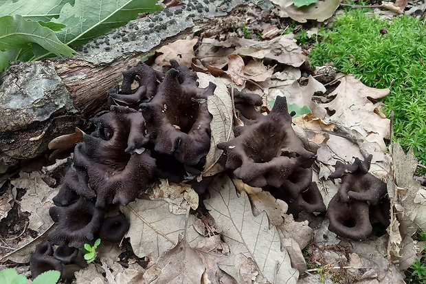 lievik trúbkovitý Craterellus cornucopioides (L.) Pers.