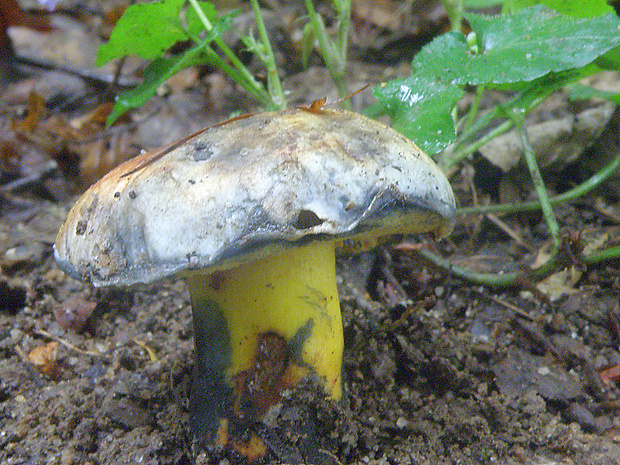 hríb modrejúci Cyanoboletus pulverulentus (Opat.) Gelardi, Vizzini & Simonini