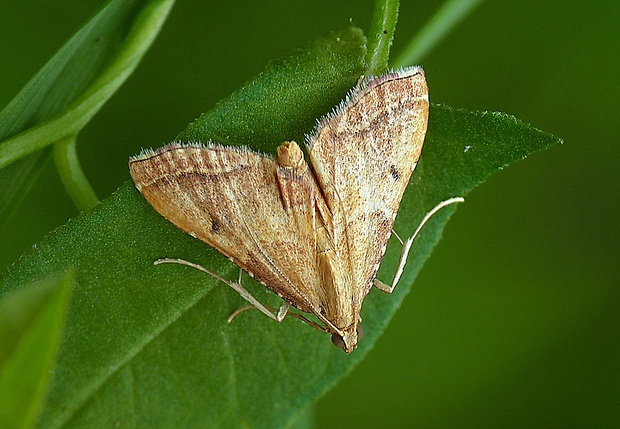 vijačka plamenná Endotricha flammealis