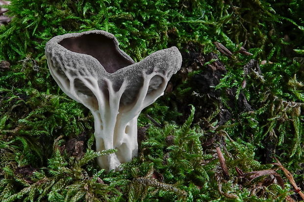 chriapač rebernatý Helvella costifera Nannf.