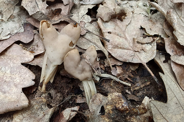 chriapač jamkatý Helvella lacunosa Afzel.