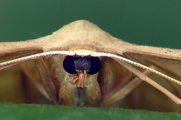 piadica lesná (sk) / žlutokřídlec lesní (cz) Idaea deversaria (Herrich-Schäffer, 1847)