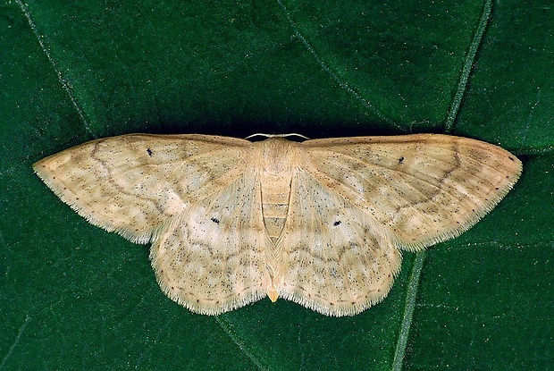 piadica lesná (sk) / žlutokřídlec lesní (cz) Idaea deversaria (Herrich-Schäffer, 1847)