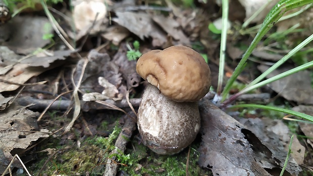 kozák hrabový Leccinum pseudoscabrum (Kallenb.) Šutara