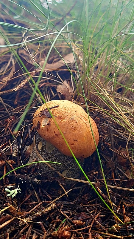 kozák žltooranžový Leccinum versipelle (Fr. & Hök) Snell