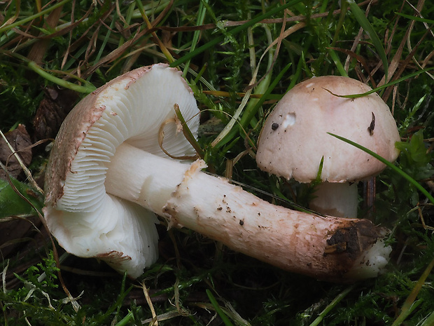 bedlička hnedoružová Lepiota brunneoincarnata Chodat & C. Martín