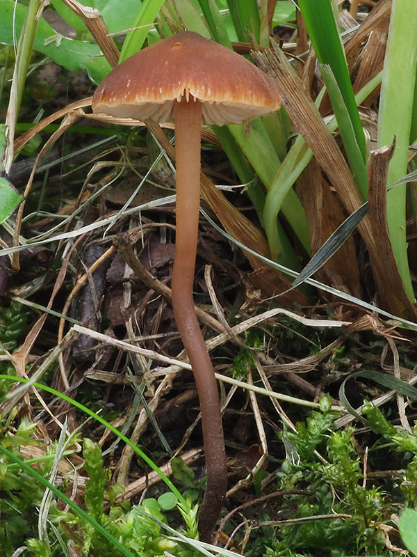 smeťovček uhorkový Macrocystidia cucumis var. latifolia (Pers.) Joss.