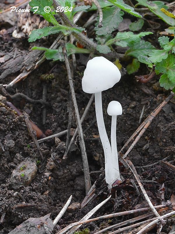 prilbička Mycena sp.