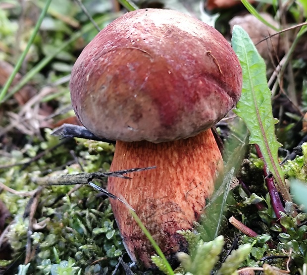 hríb zrnitohlúbikový červený Neoboletus luridiformis var. rubropileus (Dermek) Šutara