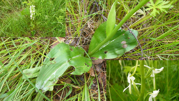 vemenník zelenkastý Platanthera chlorantha (Custer) Reinchenb.