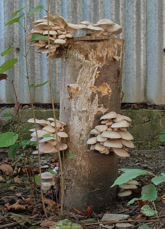 hliva ustricovitá Pleurotus ostreatus (Jacq.) P. Kumm.