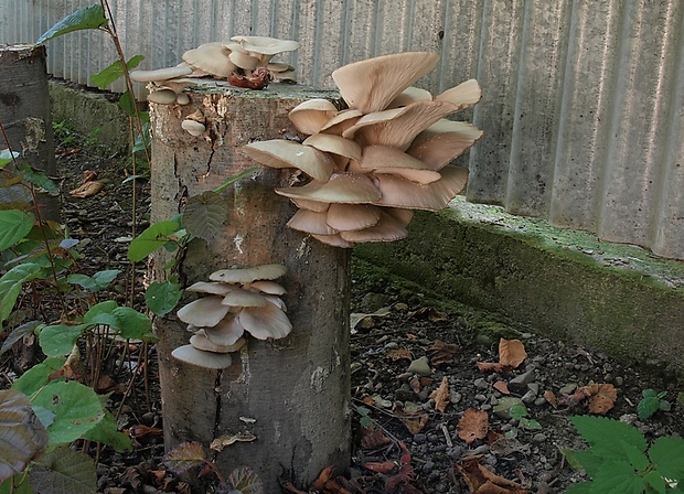 hliva ustricovitá Pleurotus ostreatus (Jacq.) P. Kumm.