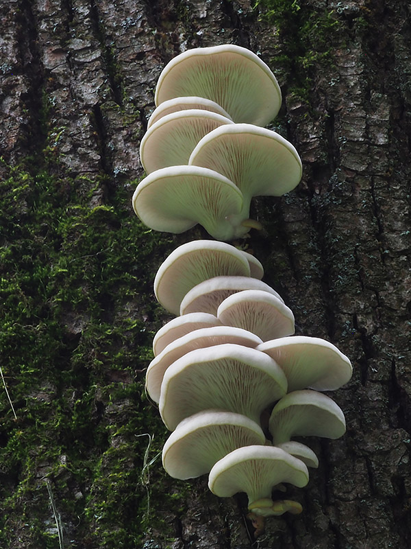 hliva buková Pleurotus pulmonarius (Fr.) Quél.