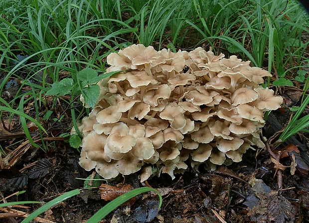 trúdnik klobúčkatý Polyporus umbellatus (Pers.) Fr.