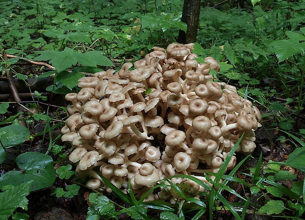 trúdnik klobúčkatý Polyporus umbellatus (Pers.) Fr.