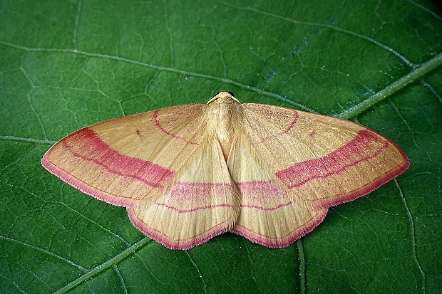 piadica prútnatcová (sk) / žlutokřídlec janovcový (cz) Rhodostrophia vibicaria (Clerck, 1759)