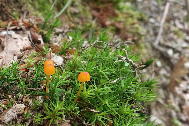 machovček oranžový Rickenella fibula (Bull.) Raithelh.