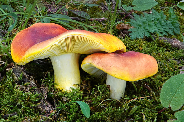 plávka zlatožltá Russula aurea Pers.