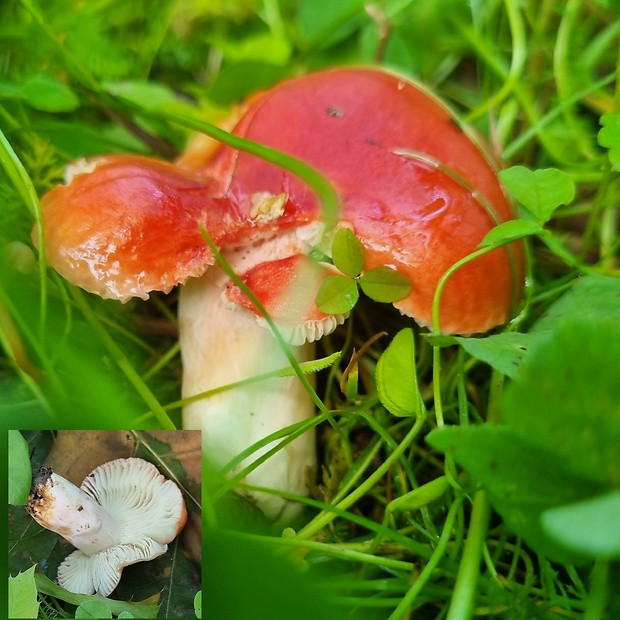 plávka Russula sp.