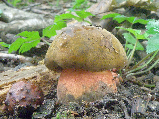 hríb zrnitohlúbikový Sutorius luridiformis (Rostk.) G. Wu & Zhu L. Yang