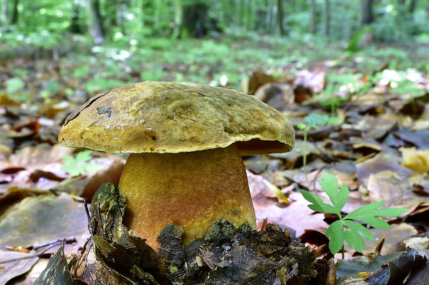 hríb zrnitohlúbikový Sutorius luridiformis (Rostk.) G. Wu & Zhu L. Yang