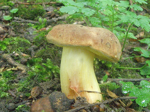 suchohríb plstnatý Xerocomus subtomentosus L.