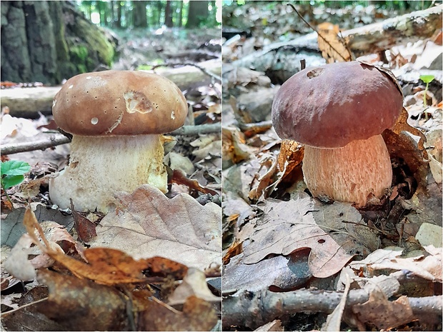 hríb dubový Boletus reticulatus Schaeff.