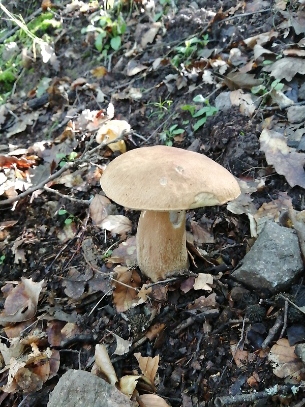 hríb dubový Boletus reticulatus Schaeff.