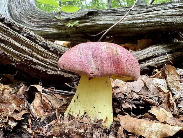 hríb kráľovský Butyriboletus regius (Krombh.) D. Arora & J.L. Frank