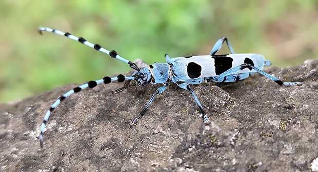 fúzač alpský  rosalia alpina