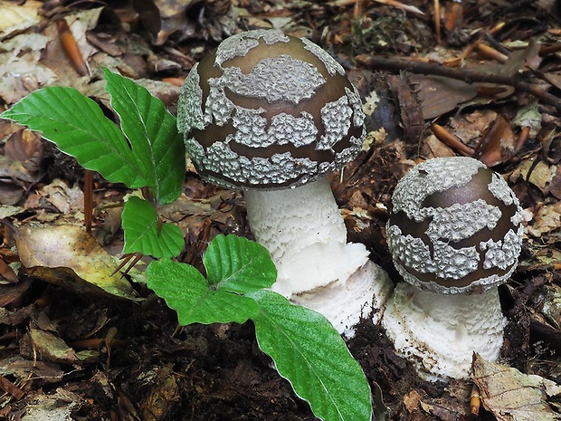 muchotrávka hrubá Amanita excelsa (Fr.) Bertill.