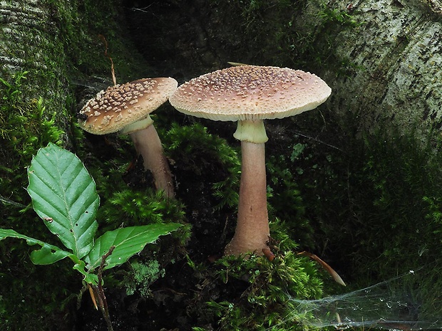 muchotrávka červenkastá žltoprsteňová Amanita rubescens var. annulosulphurea Gillet