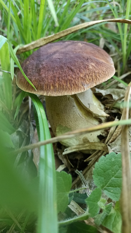 hríb dubový Boletus reticulatus Schaeff.