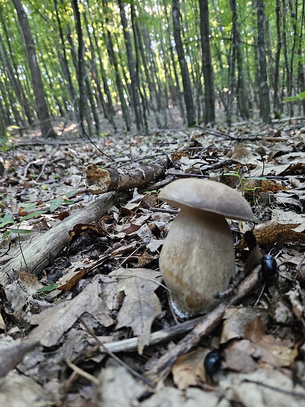 hríb dubový Boletus reticulatus Schaeff.