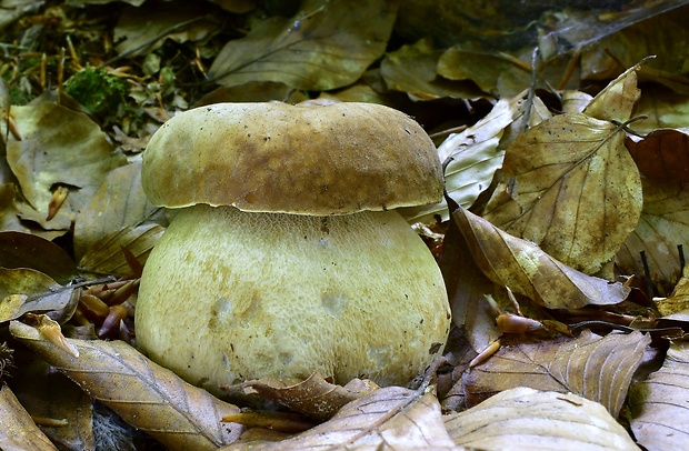 hríb dubový Boletus reticulatus Schaeff.