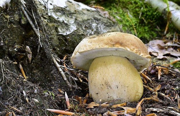 hríb dubový Boletus reticulatus Schaeff.