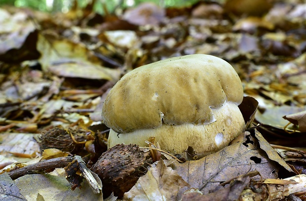 hríb dubový Boletus reticulatus Schaeff.