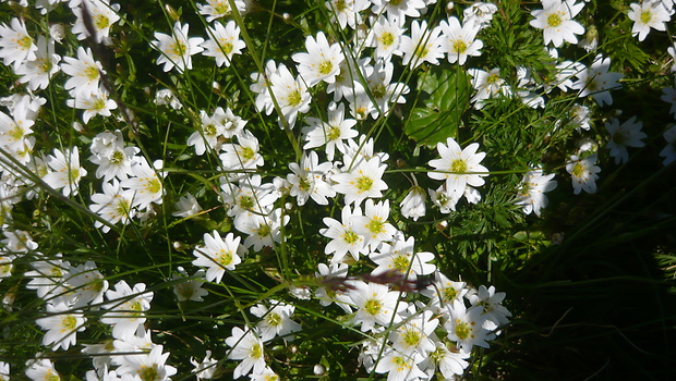 rožec alpínsky Cerastium alpinum L.