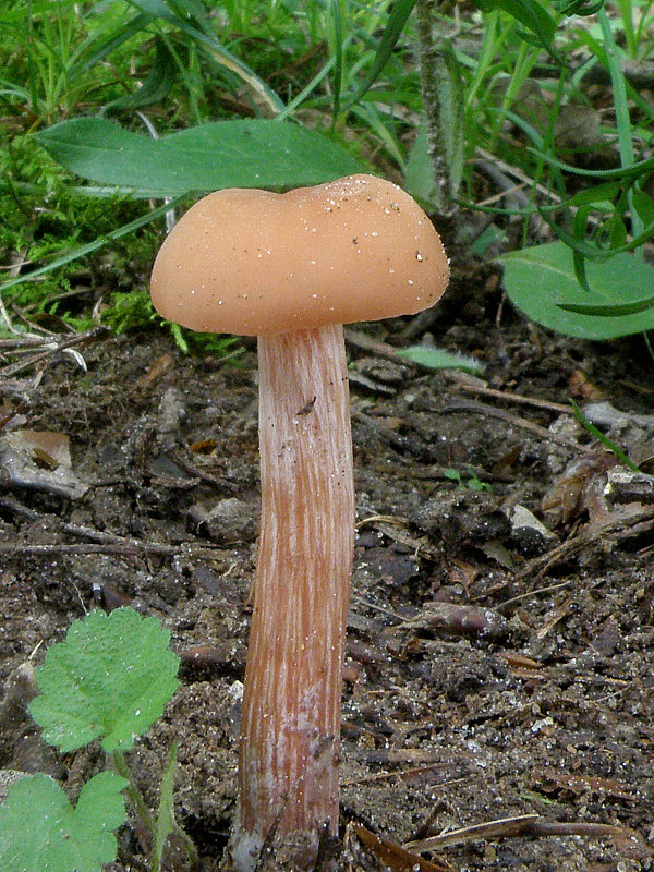 lakovka Laccaria sp.