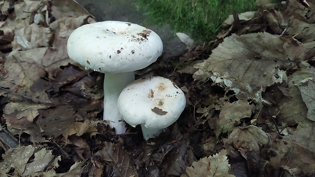 rýdzik korenistý Lactarius piperatus (L.) Pers.