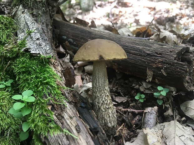 kozák hrabový Leccinum pseudoscabrum (Kallenb.) Šutara