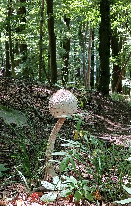 bedľa vysoká Macrolepiota procera (Scop.) Singer